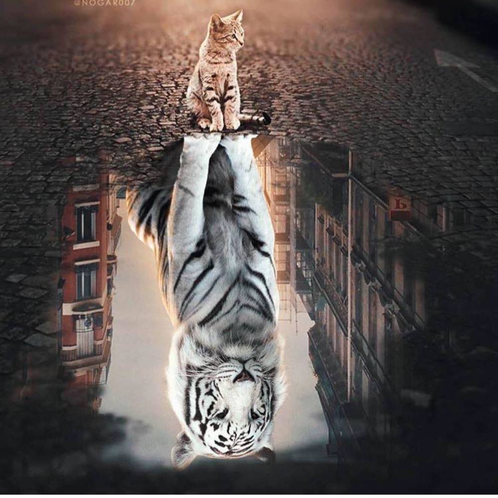 Meet your Posher, Joanna